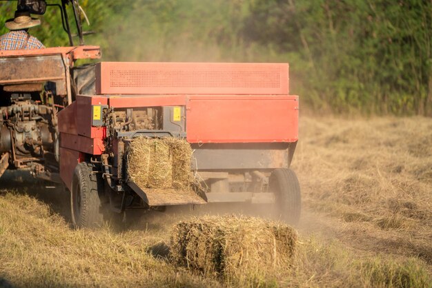 Grasoogstmachines, droog pangolagras, hooi samengeperst tot leugens op het veld. diereneten. agrarische industrie.