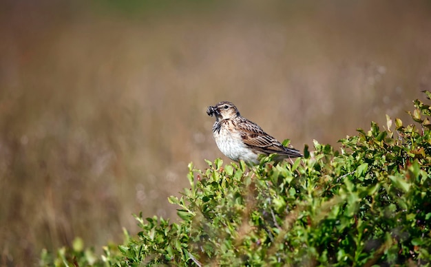 Graspieper neergestreken op een bosbessenstruik met een snavel vol insecten