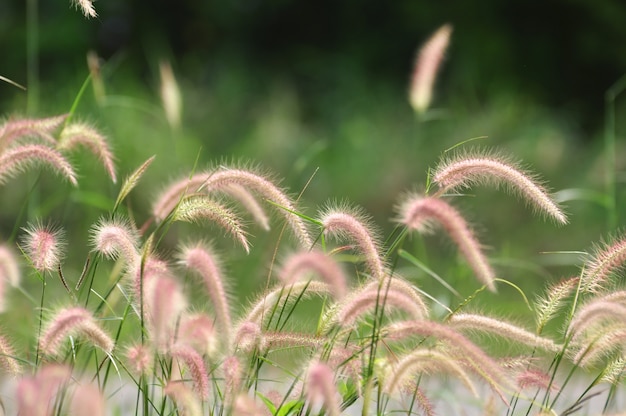 Grasrijke bloemen met warme zonneschijn bij zonsondergang