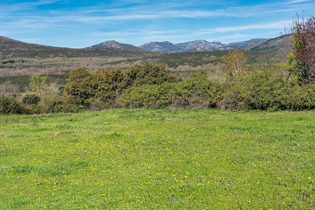 Foto grasrijke weide met bloemen naast de bergen van de noordelijke sierra op de route van de zwarte dorpen guadalajara