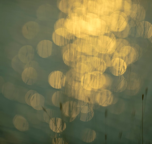 Grass abstract background