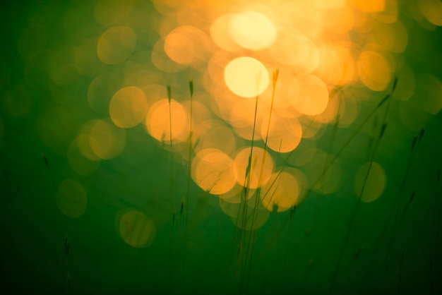 Grass abstract background