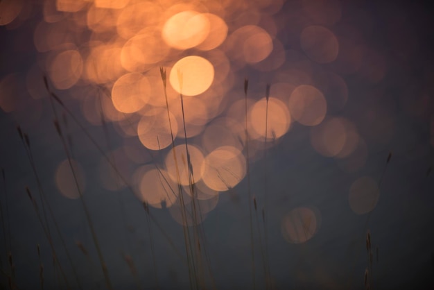 Grass abstract background