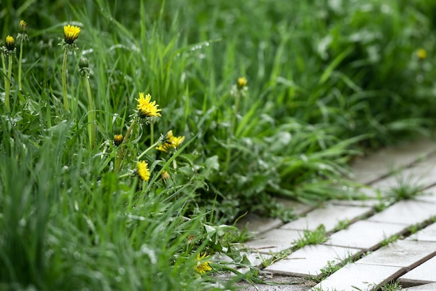 Grass after rain closeup