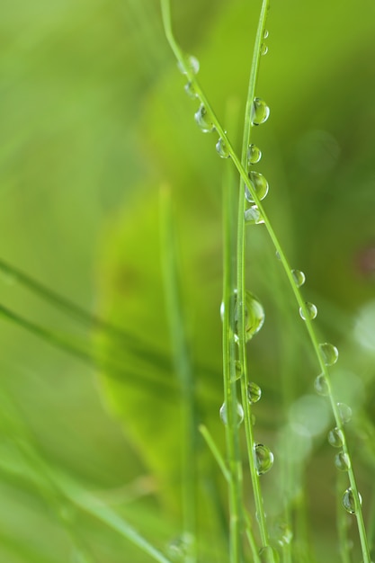 雨の後の草。雨滴の芝生のクローズアップ。