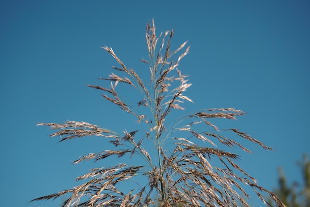 Grass on the background of the blue sky. Plant close-up. Grass with a thin stem.