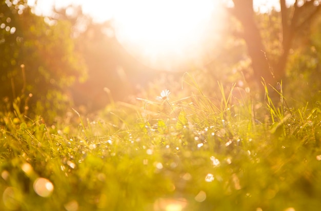 Grass background and chamomile flower on a sunny day during sunset