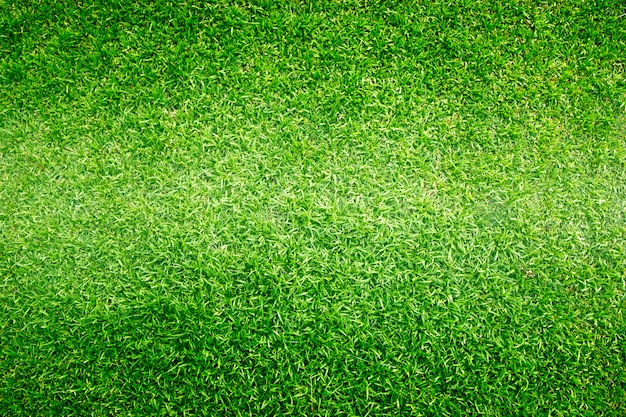 Grass background Golf Courses green lawn pattern textured