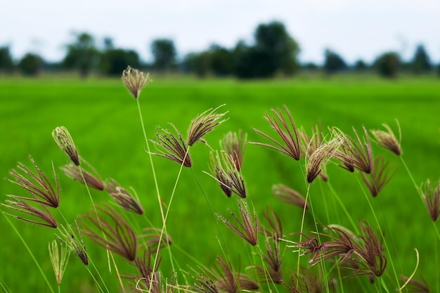 Grass on background of green field