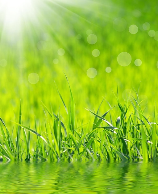 Grass background