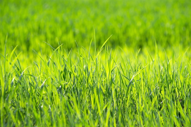 Foto grass background