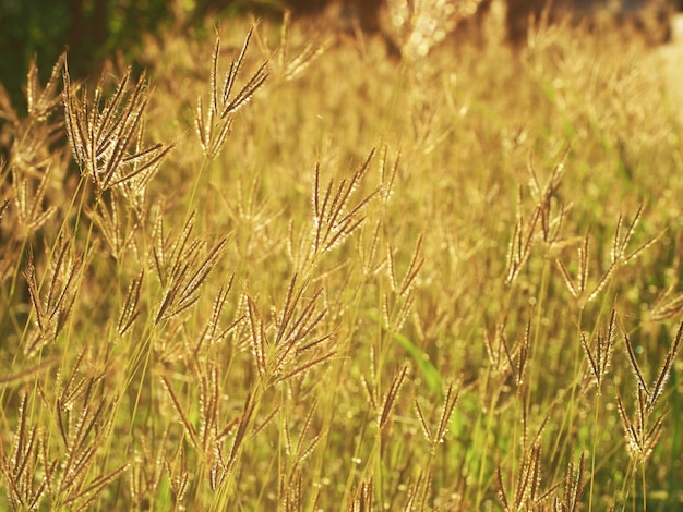 Photo grass background