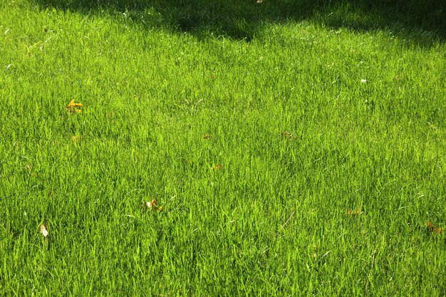 Grass Background