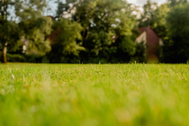 Photo grass in the backyard