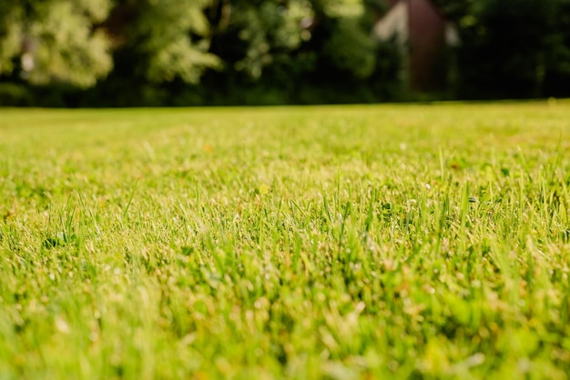 Grass in the backyard