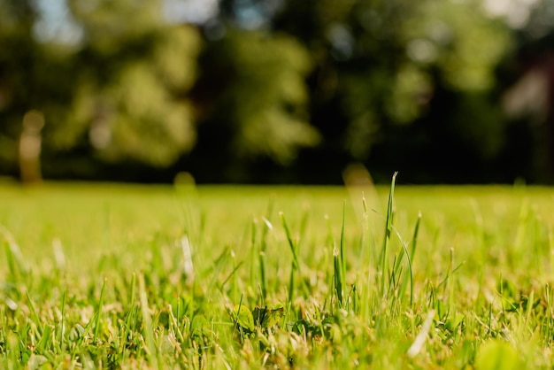 Grass in the backyard