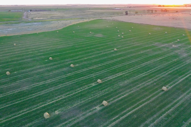 Grass bale in the Pampas countryside Buenos Aires Province Argentina