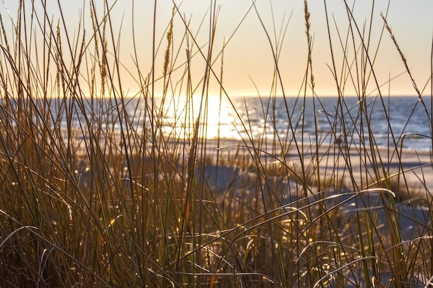 Grass on the beach against the sunset on the sea