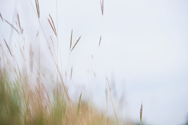 Photo grass blades over blurred background