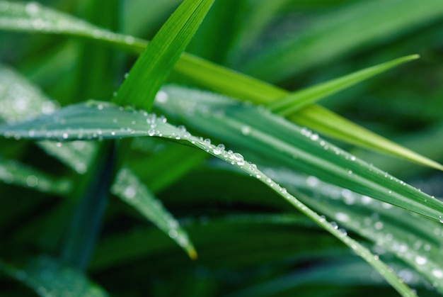 雨の後に濡れた草の刃