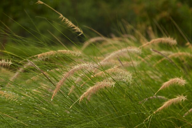 The grass bloom