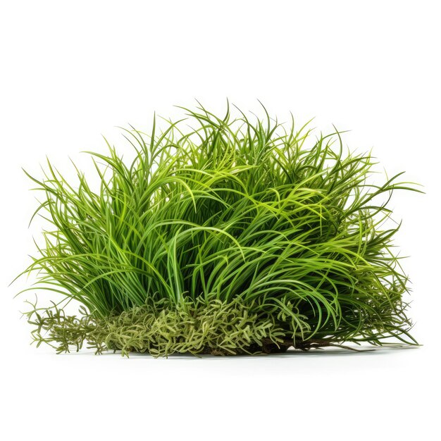 Grass bush isolated Illustration AI GenerativexA