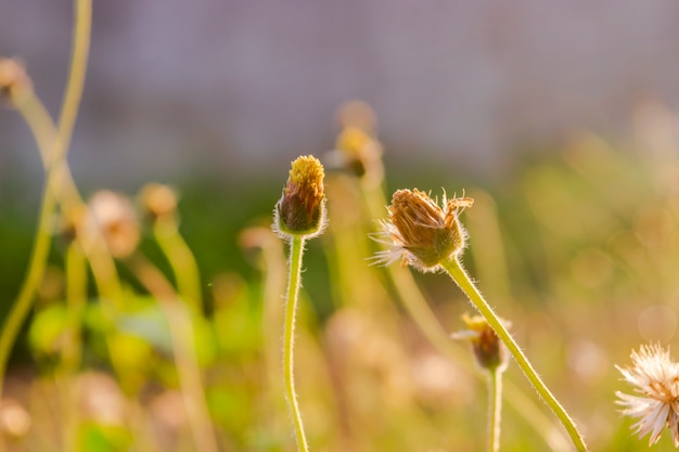 Photo the grass by the roadside