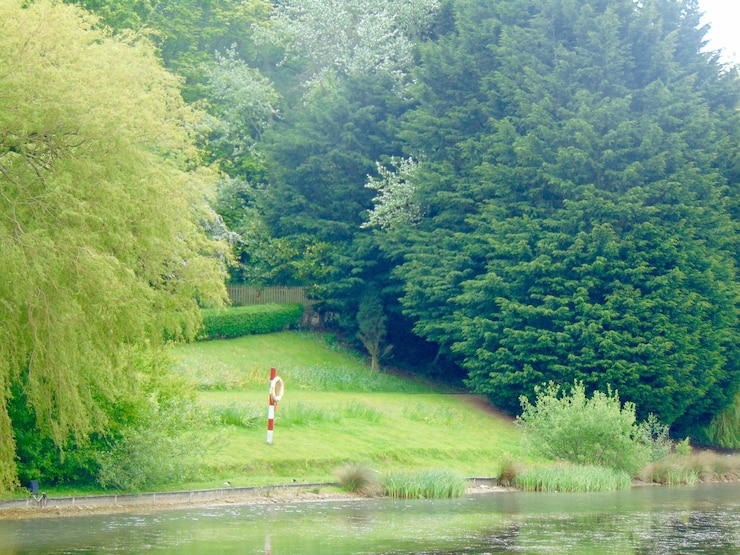 Photo 空に照らされた木の近くの草