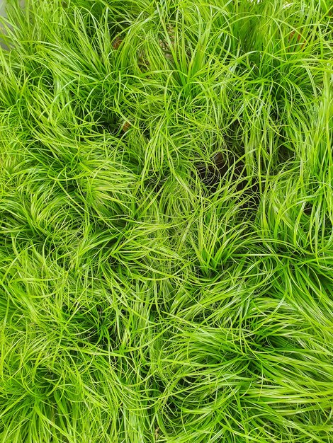 Grass for cats in a plant store