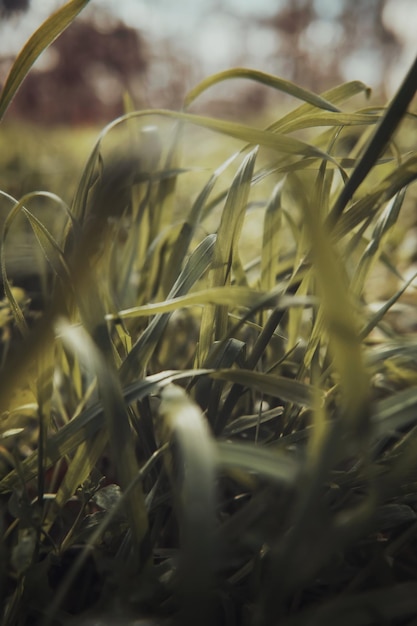 Photo grass in close up photo