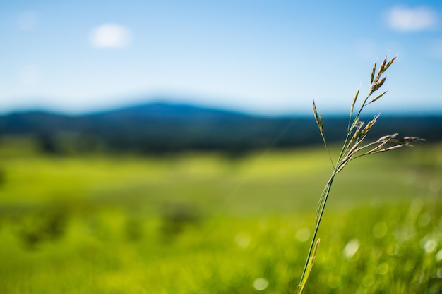 Photo grass clouse up landscape