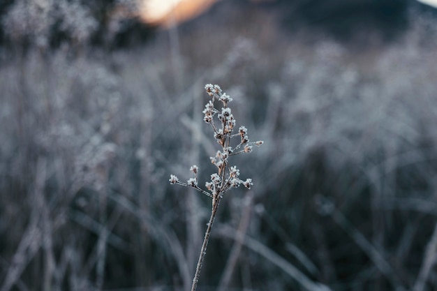 Grass covered with frost at Buachaille Etive Mor