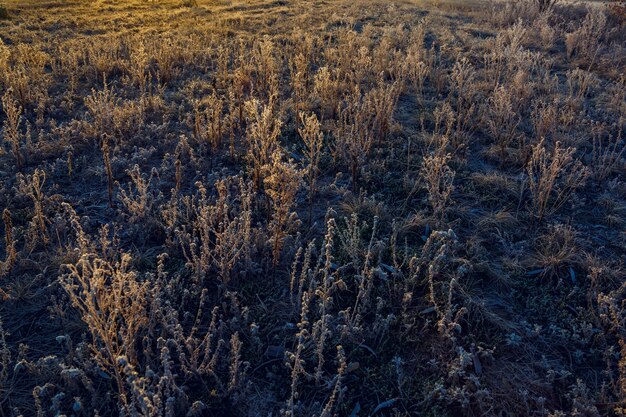 Grass covered with frost at sunrise.