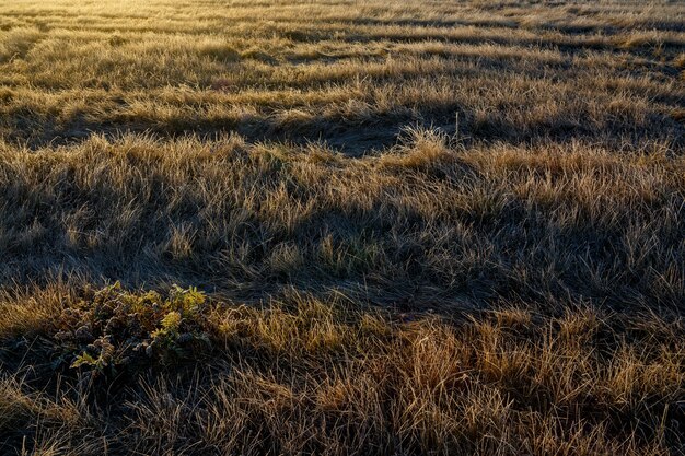 Grass covered with frost at sunrise.