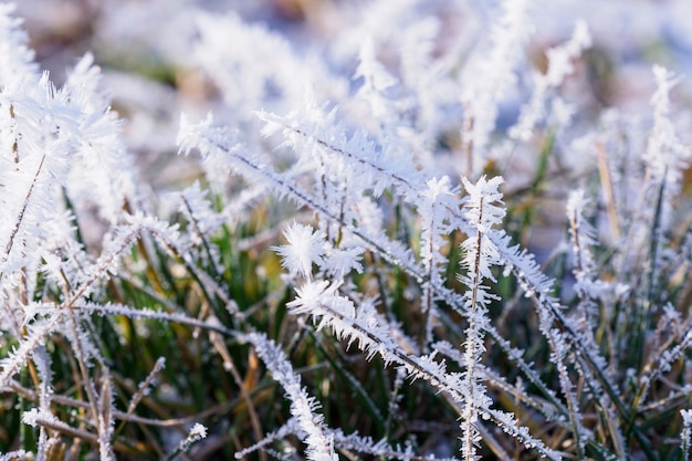 Grass covered with frost in winter