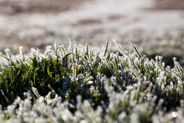 Grass covered with ice and frost in the winter season grass freezes with pieces of snow and ice on the field in the winter season