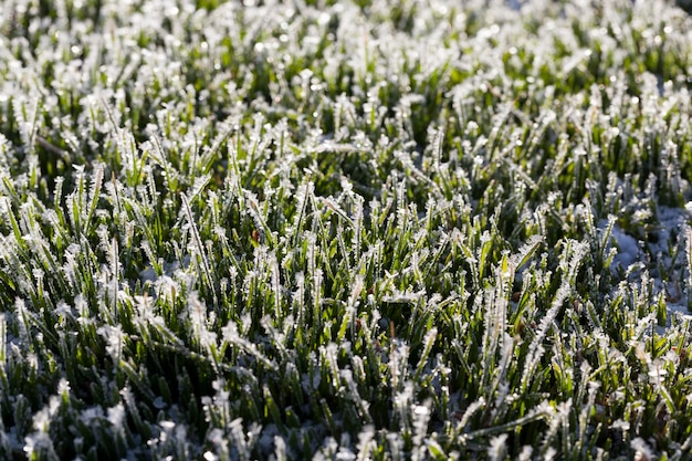 Grass covered with ice and frost in the winter season grass freezes with pieces of snow and ice on the field in the winter season