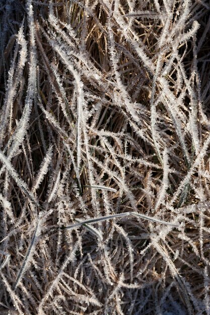 Grass covered with ice and frost in the winter season