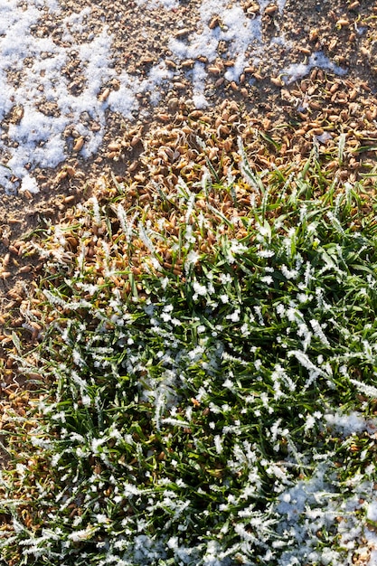 Grass covered with ice and frost in the winter season