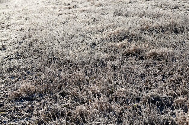 Grass covered with ice and frost in the winter season