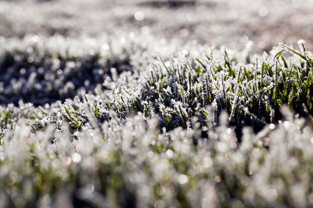 Grass covered with ice and frost in the winter season