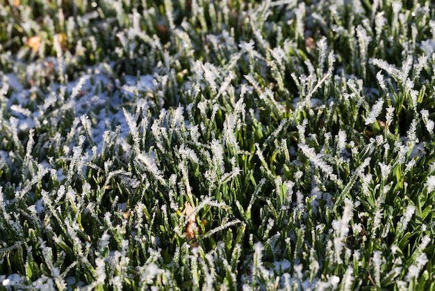 Foto erba coperta di ghiaccio e gelo nella stagione invernale