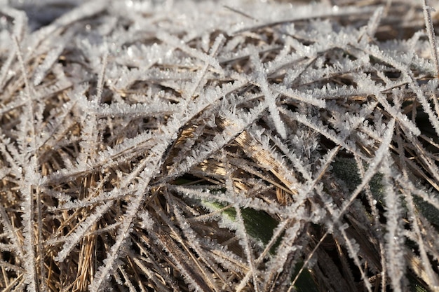 Grass covered with ice and frost in the winter season