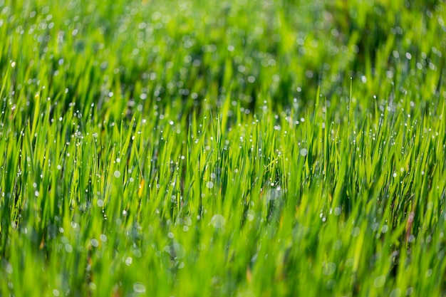 Grass in dew and morning sun glare abstract background