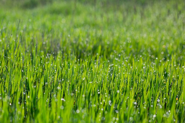 Grass in dew and morning sun glare abstract background