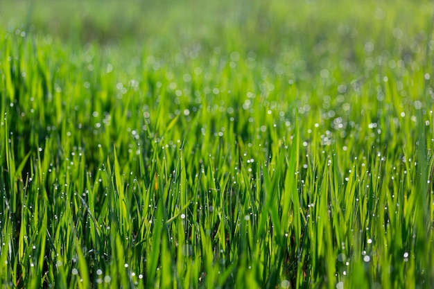 Grass in dew and morning sun glare abstract background