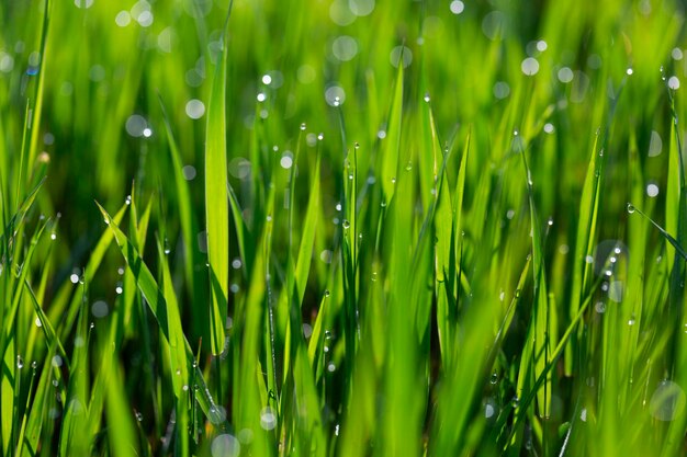 Grass in dew and morning sun glare abstract background