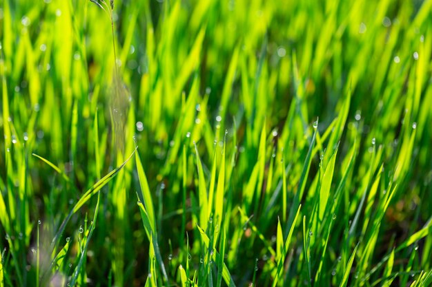 Grass in dew and morning sun glare abstract background