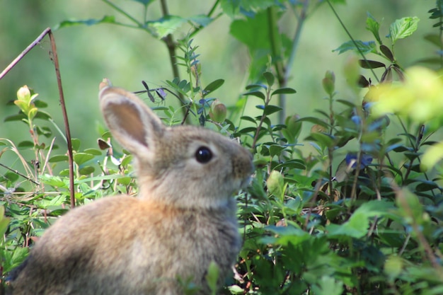 grass domestic furry young bun eye