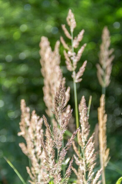 Photo grass ears closeup